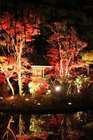 本土寺の紅葉・ライトアップ