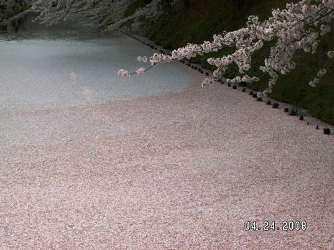 お濠は見事なさくらの絨毯（弘前城）