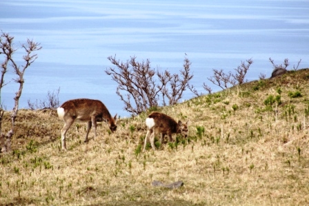 鹿とオホーツク海