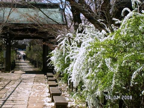 ユキヤナギ（千葉・本土寺）