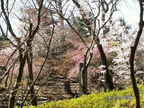 本土寺のさくら満開