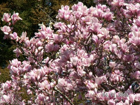 本土寺の見事な紫木蓮の花満開
