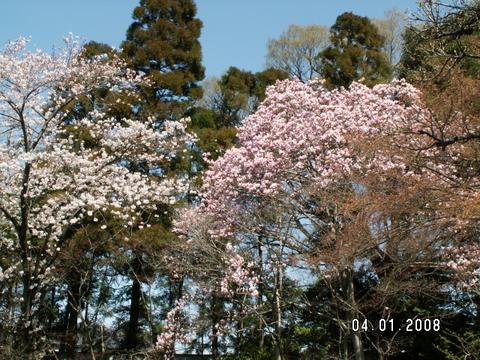 桜と紫木蓮の共演（本土寺）