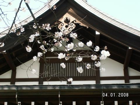 本土寺とさくら
