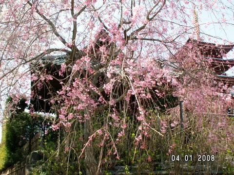 本土寺のしだれ桜