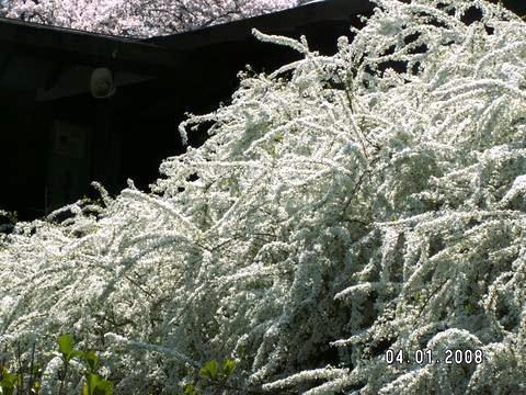 ユキヤナギ（本土寺）