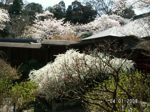 本土寺・春爛漫