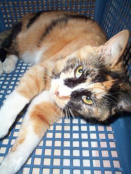 篭猫・３