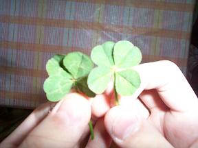 ピーの四葉のクローバー