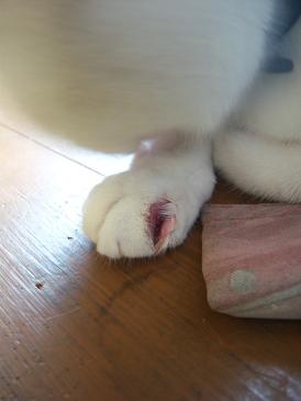 怪我マシロ・２