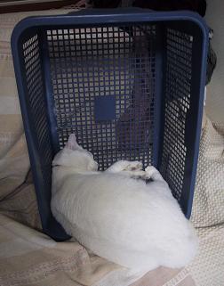 縦カゴ猫