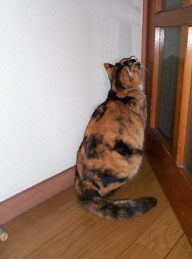 隅っこく～たん・２