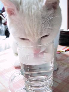 マシログラスの水を飲む・１