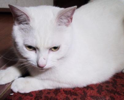 く～たんの引っかき傷