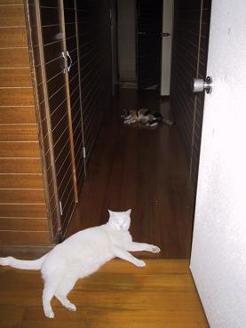 オモチャで釣った猫2匹