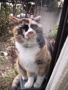 ひょっこり猫・２