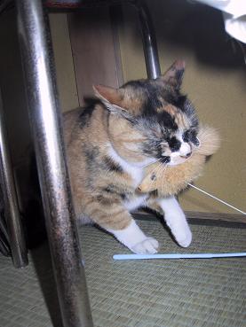 オモチャに興奮・１