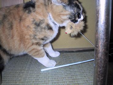 オモチャに興奮・２