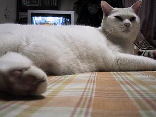 今日のテーブル猫・１