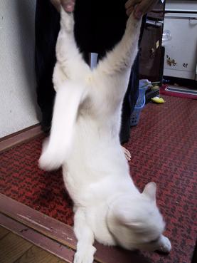 ピーのマシロ伸ばし