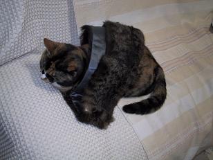 マフラーと同じ色