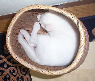 カゴ猫・１