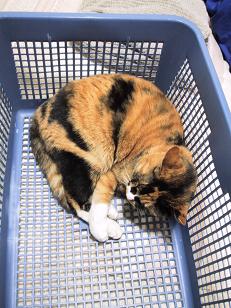 カゴ入りく～たん