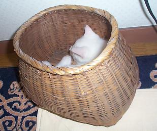 カゴ猫・２