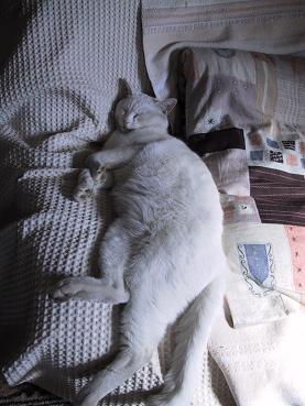 しどけなにゃんこ