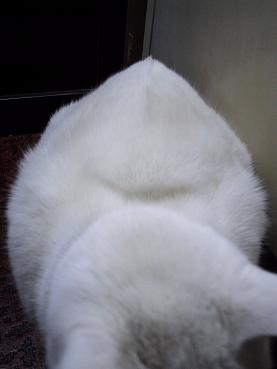 尖がり背中・１