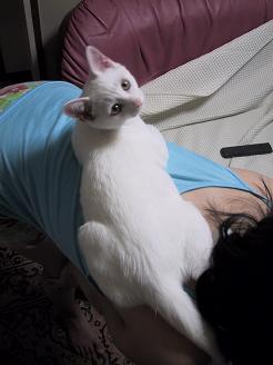 ピーの背中の上のましろ・１