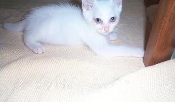 今日のましろ・１