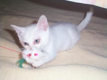 今日のましろ・２