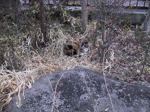 保護色猫・ちょっと寄り