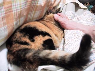 K氏には従順なく～たん・１