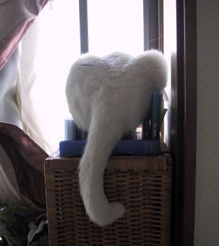 窓際の白象さん・１