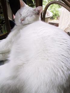 じいさん顔で眠るマシロ・１