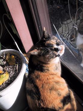 くーにゃんこ・１