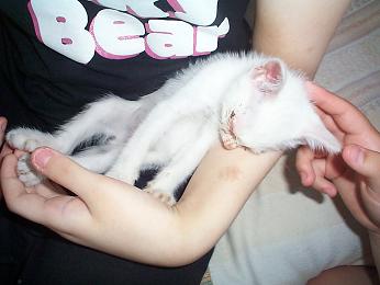 しろにゃんこ・２