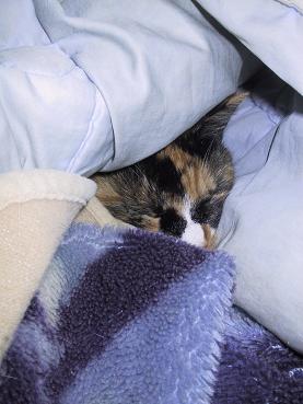 くーにゃんこ・２