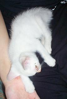 しろにゃんこ・３