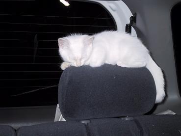 車の中のましろ・２