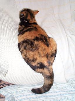 く～の尻尾・１