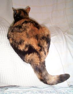 く～の尻尾・２