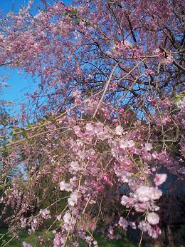 桜･アップ・２