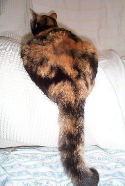 く～の尻尾・３