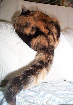 く～の尻尾・５