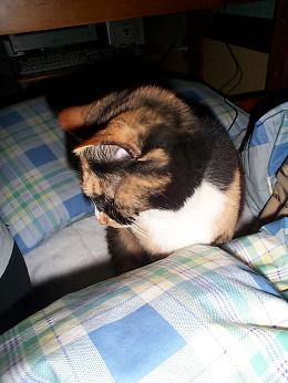 ごろごろく～たん