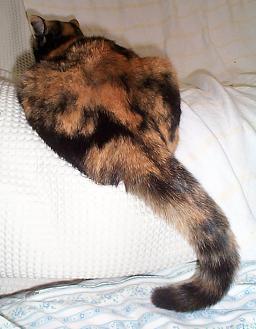 く～の尻尾・６