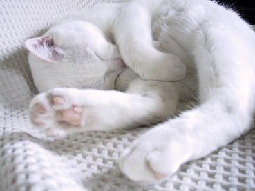 ねんころりん・２